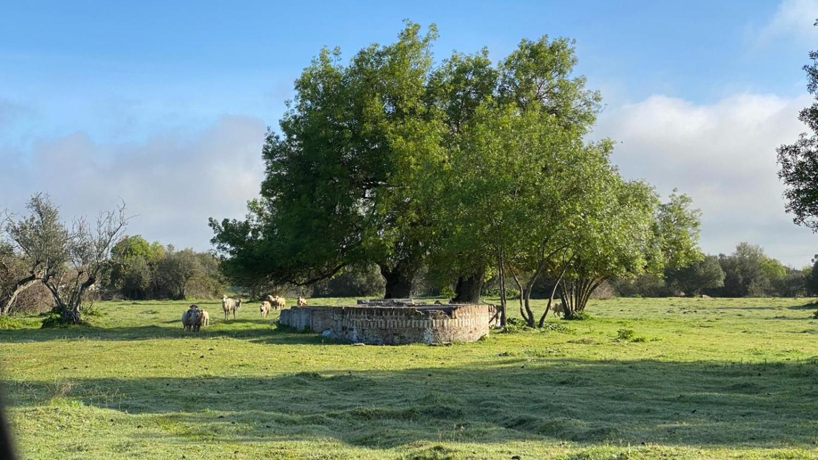 Quinta Da Amendoeira - Evora - The Farmhouse Exterior photo